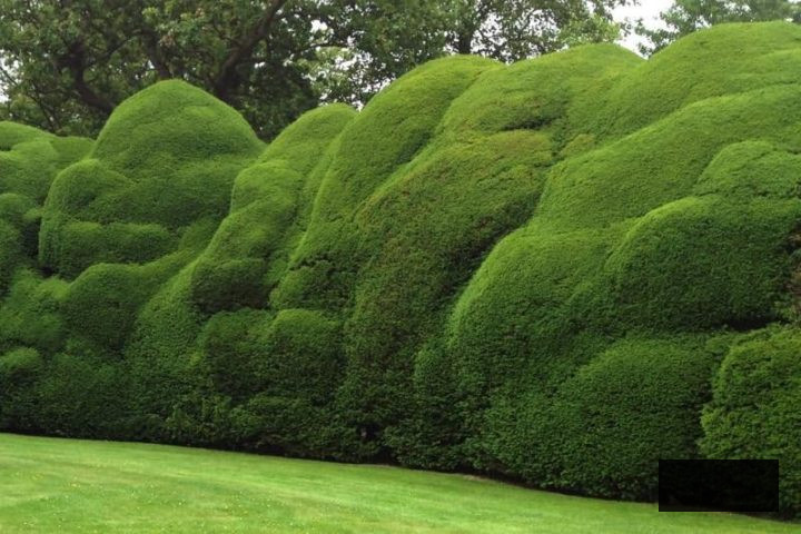 Yew hedge