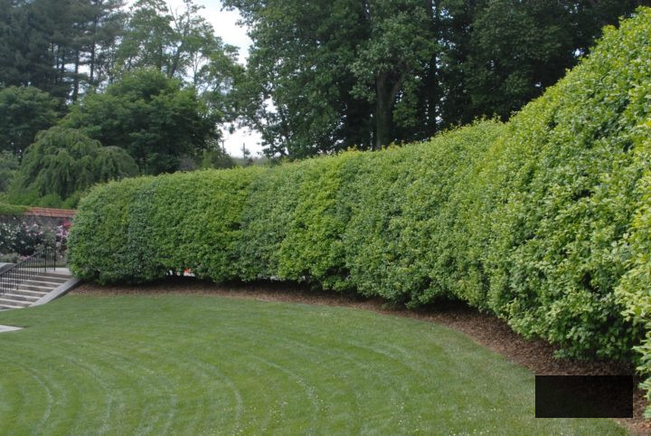 American Holly or Inkberry