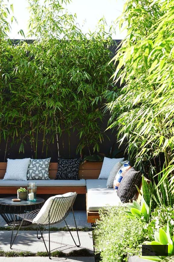 Bamboo plants in backyard for privacy