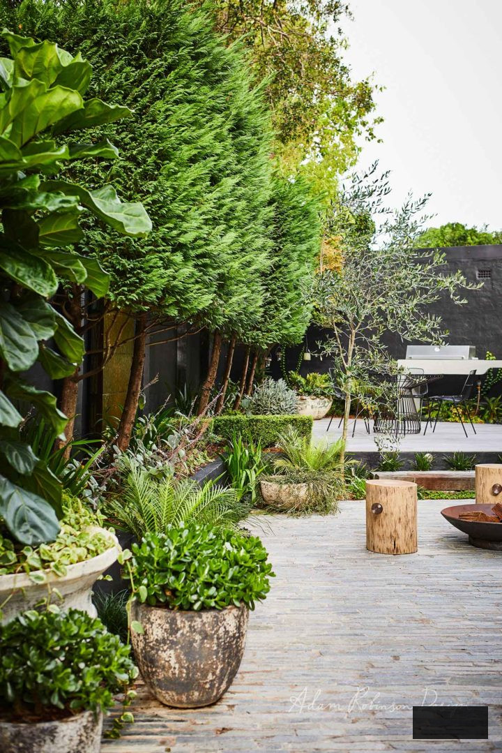 backyard with Arborvitae plants