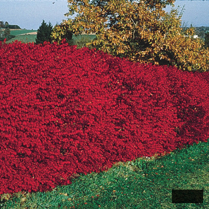 Red Twig Dogwood