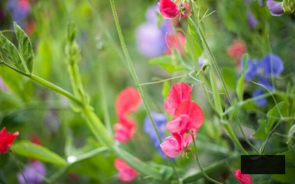 pink and purple sweet peas growing in a garden