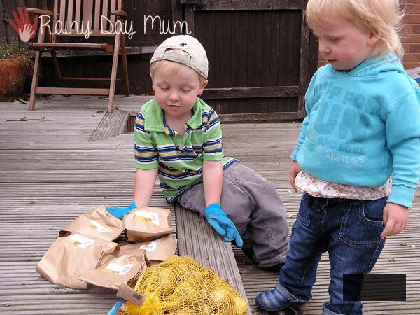 toddler and preschooler looking at spring bulbs to plant in November to grow a rainbow for next spring