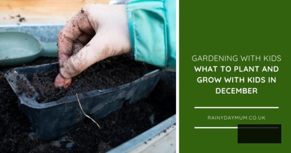 planting broad beans just one of the things that you can plant and grow in December with Kids