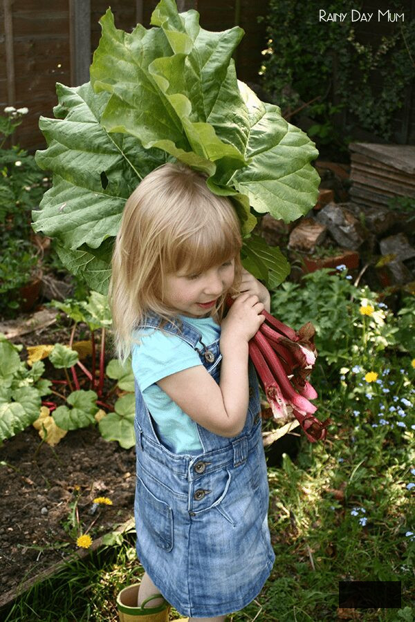 preschool girl harvesting rhubarb that she grew when planted in November