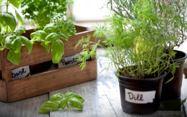 Herbs growing in pots on a windowsill with basil and parsley in a wooden crate and dill to the side