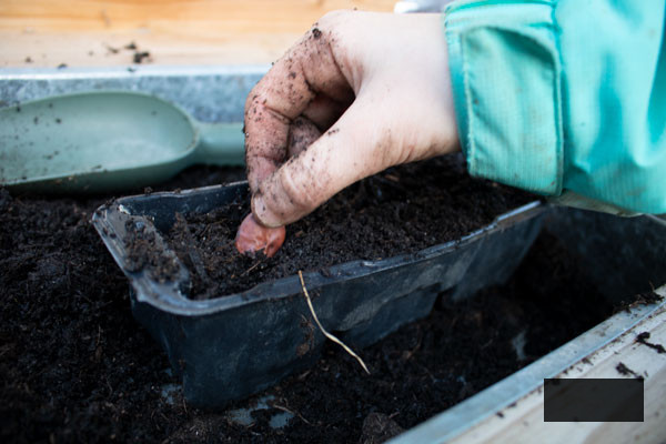 Girl planting broad bean seeds in November for an early crop