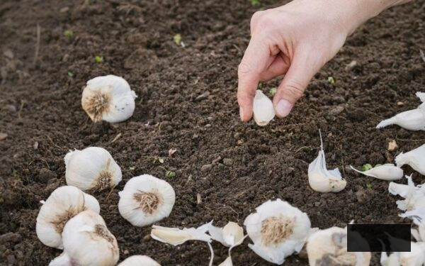 planting garlic bulbs in the soil in November for an early crop next year