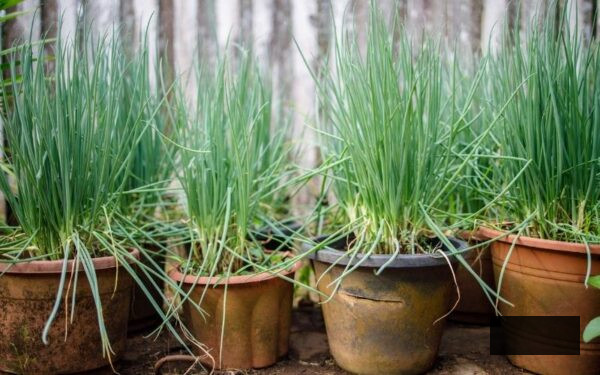 A set of pots with spring onions growing in them ideal to start off in November with kids