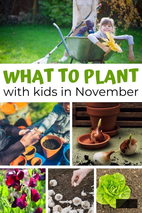 collage of what to plant with kids in November