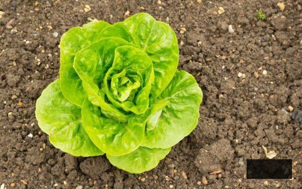 Winter Gem lettuce variety growing in soil ideal for planting and growing with kids in November
