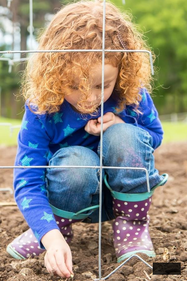 Girl behind some pea supports planting pea seeds to grow next spring