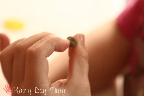 youngster grasping a pea seed prepared for planting