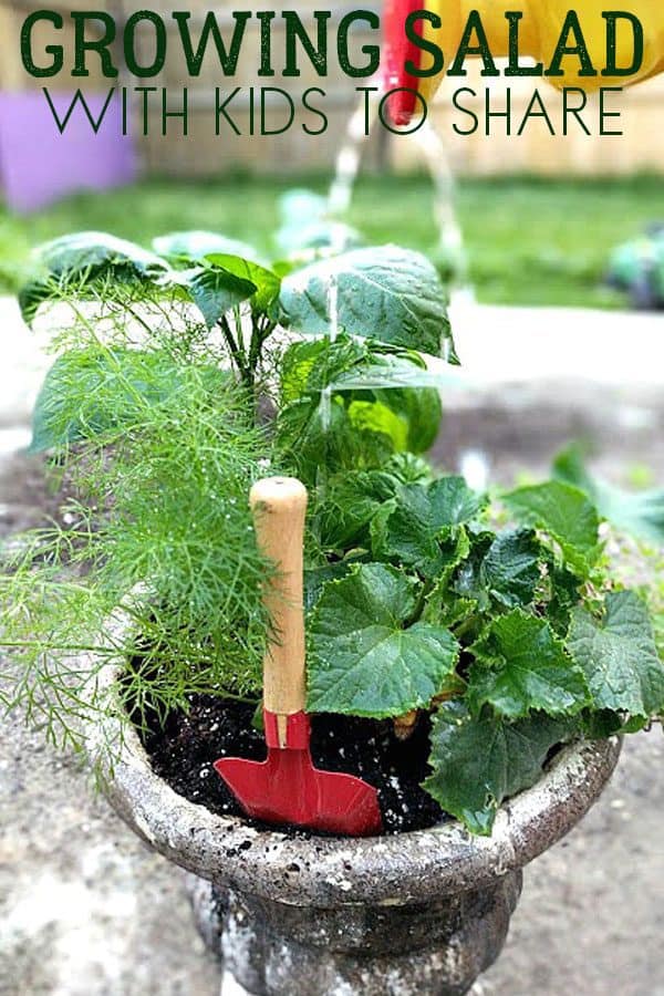 Advice on cultivating garden salads with children to consume. From successful seeding to top tips on varieties that children will appreciate.