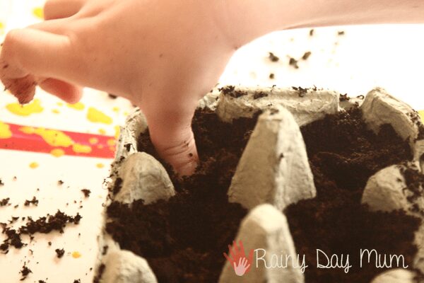 pressing peas into the soil within an egg carton