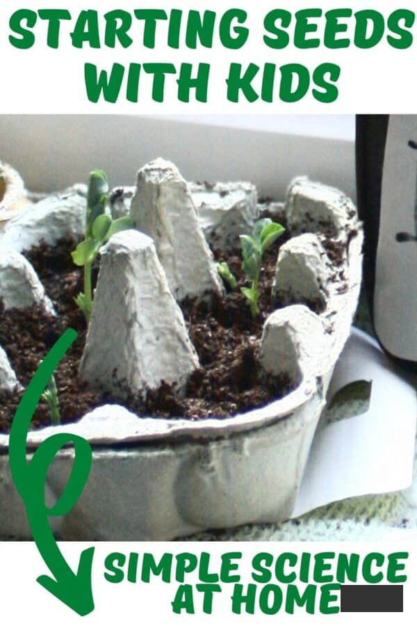 initiating seeds with children simple science at home