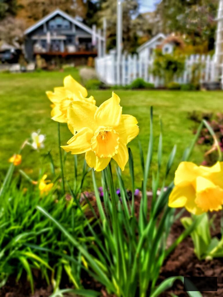 Planting Flower Bulbs in Fall yellow daffodils
