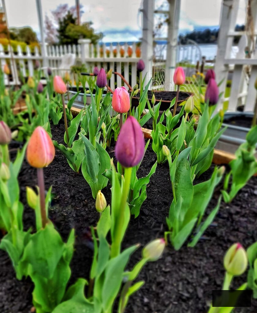 Planting Flower Bulbs in Fall tulips