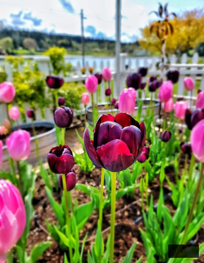 pink and burgundy tulips