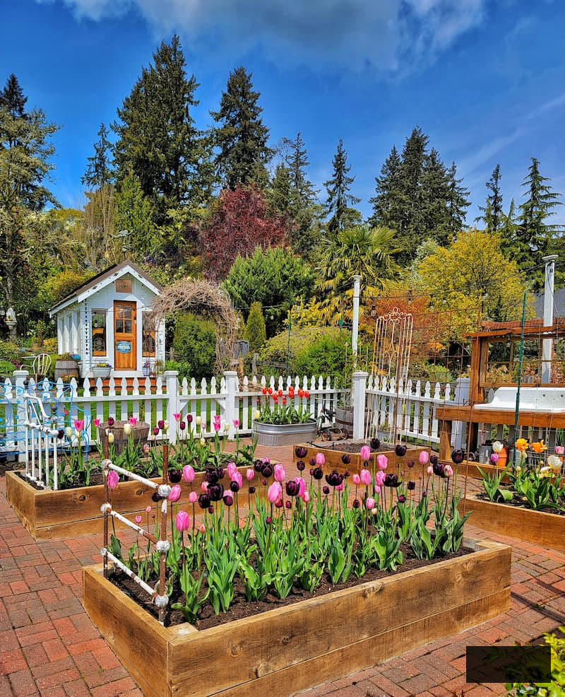 Planting Flower Bulbs in Fall tulips growing in raised beds