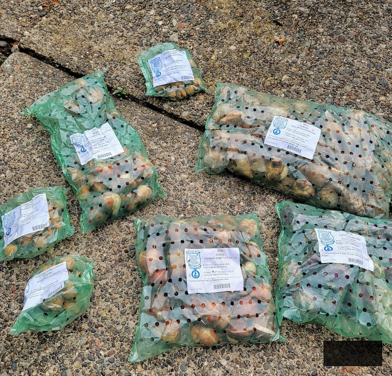 Planting Flower Bulbs in Fall spring bulbs to plant in fall