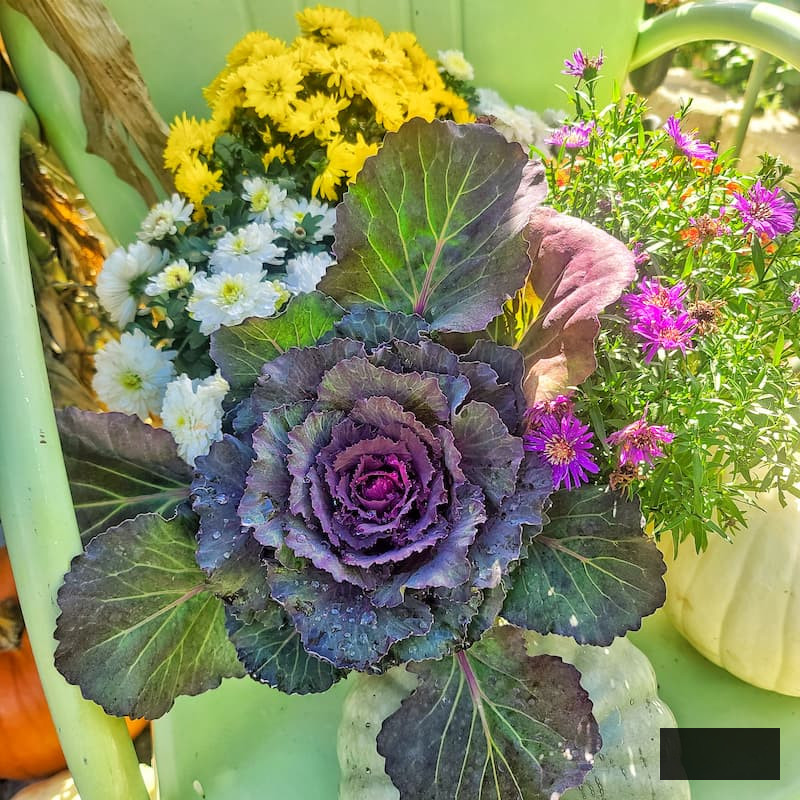 Transition garden to autumn with decorative cabbage and mums