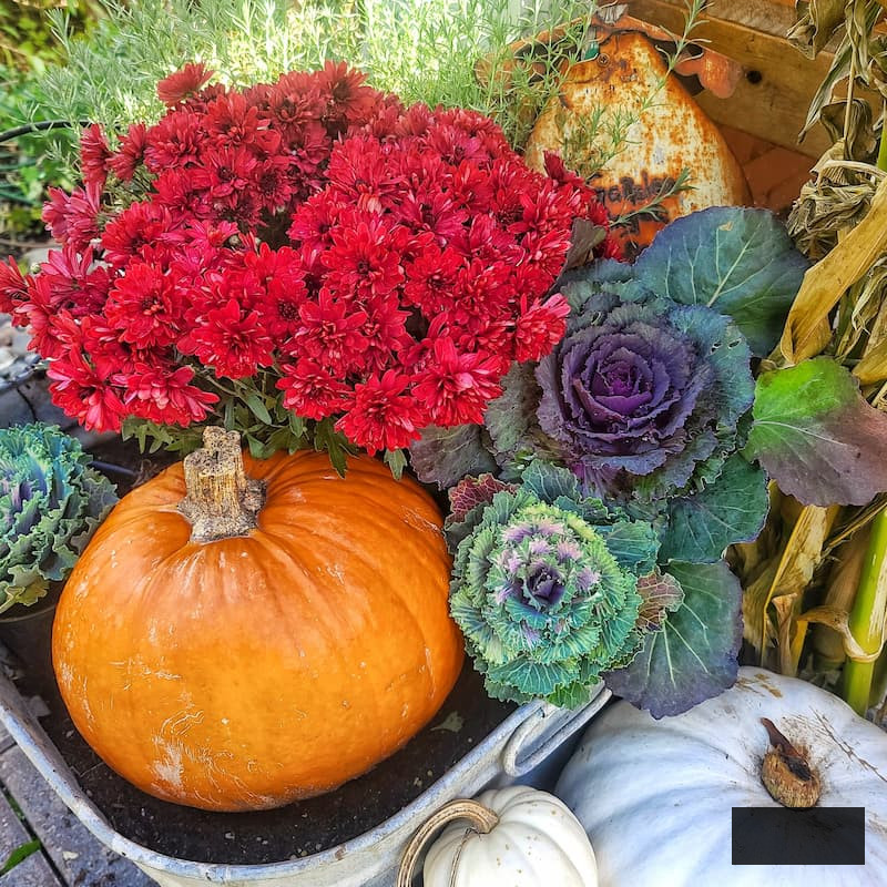 pumpkin and autumn flowers and foliage