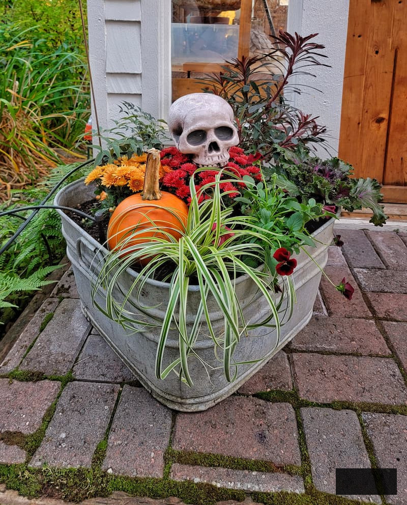 galvanized tub filled with autumn blossoms, foliage, and skull