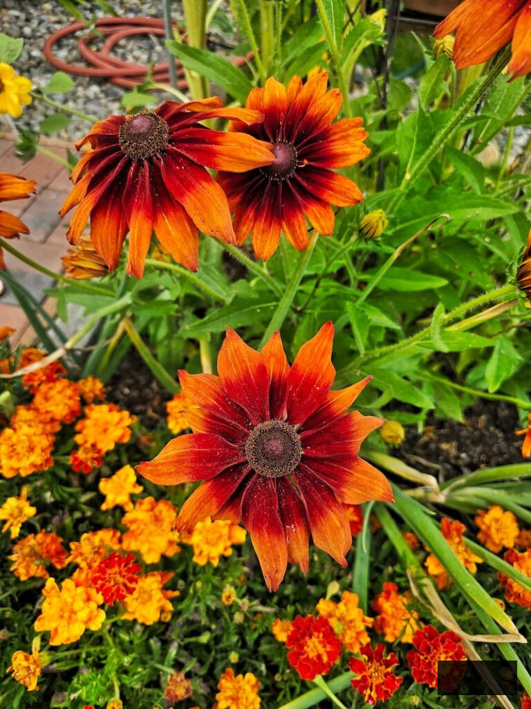 black-eyed susans and marigolds thriving in the autumn garden