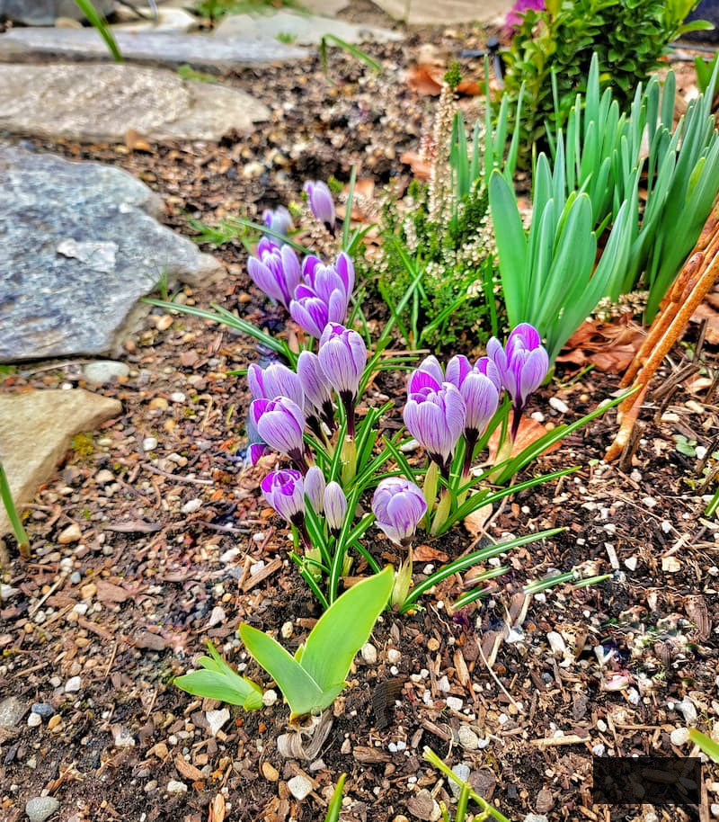 Planting Flower Bulbs in Fall crocuses