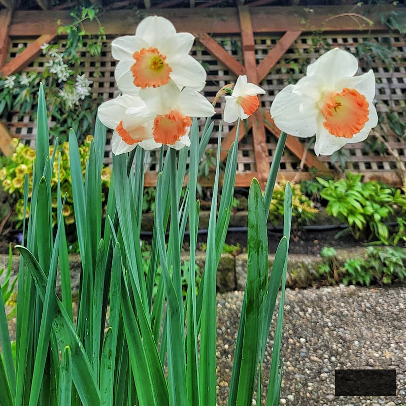 daffodils