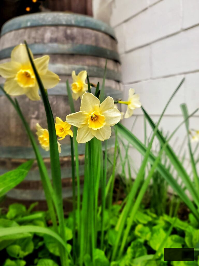 yellow daffodils