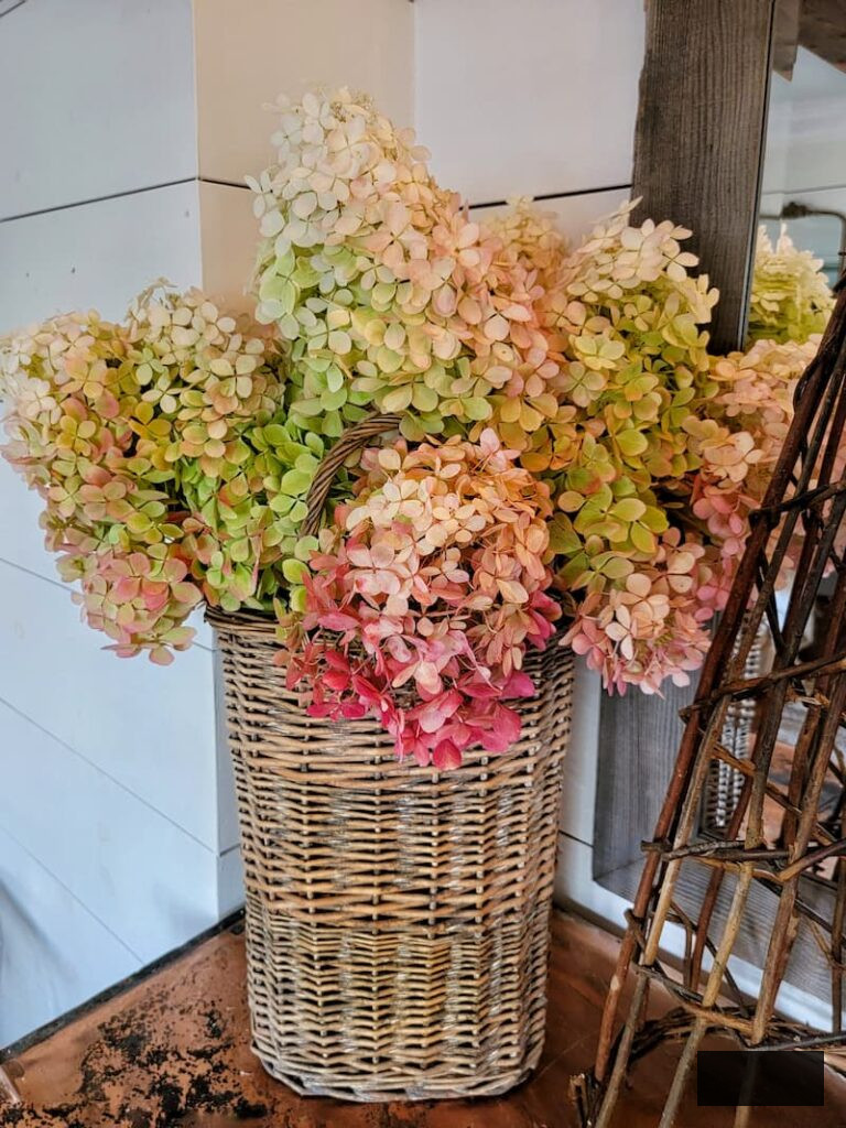 dried hydrangeas placed in a basket for autumn