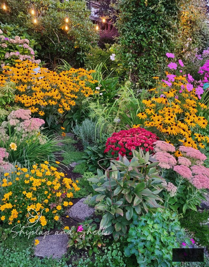 autumn perennials flourishing in the garden such as black-eyed Susans, mums, sedum autumn joy