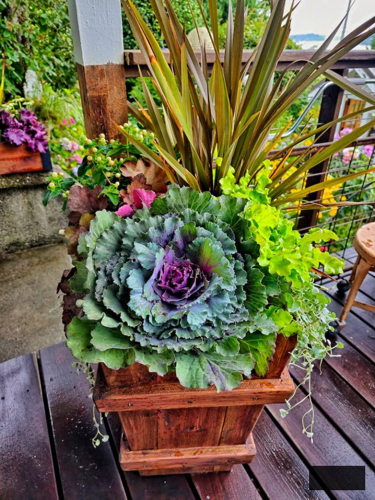 autumn foliage and blossoms in planter
