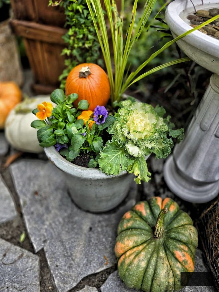 planter with autumn decorative kale and purple pansies with an orange pumpkin