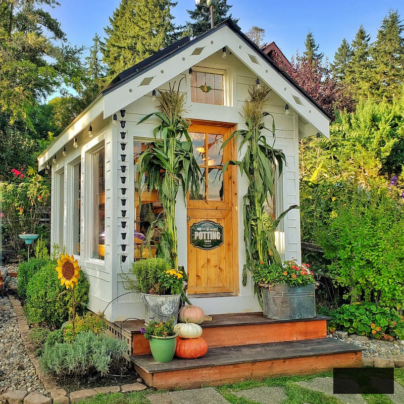 greenhouse adorned with cornstalks and flowers alongside pumpkins