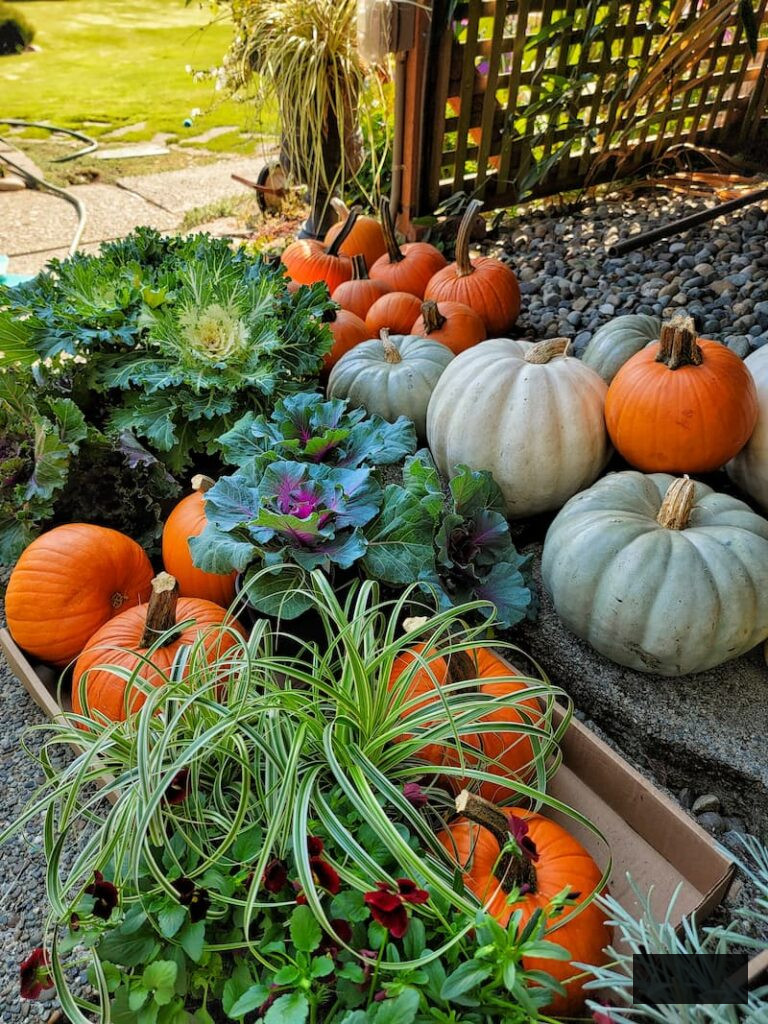 assortment of pumpkins and decorative kale and cabbage