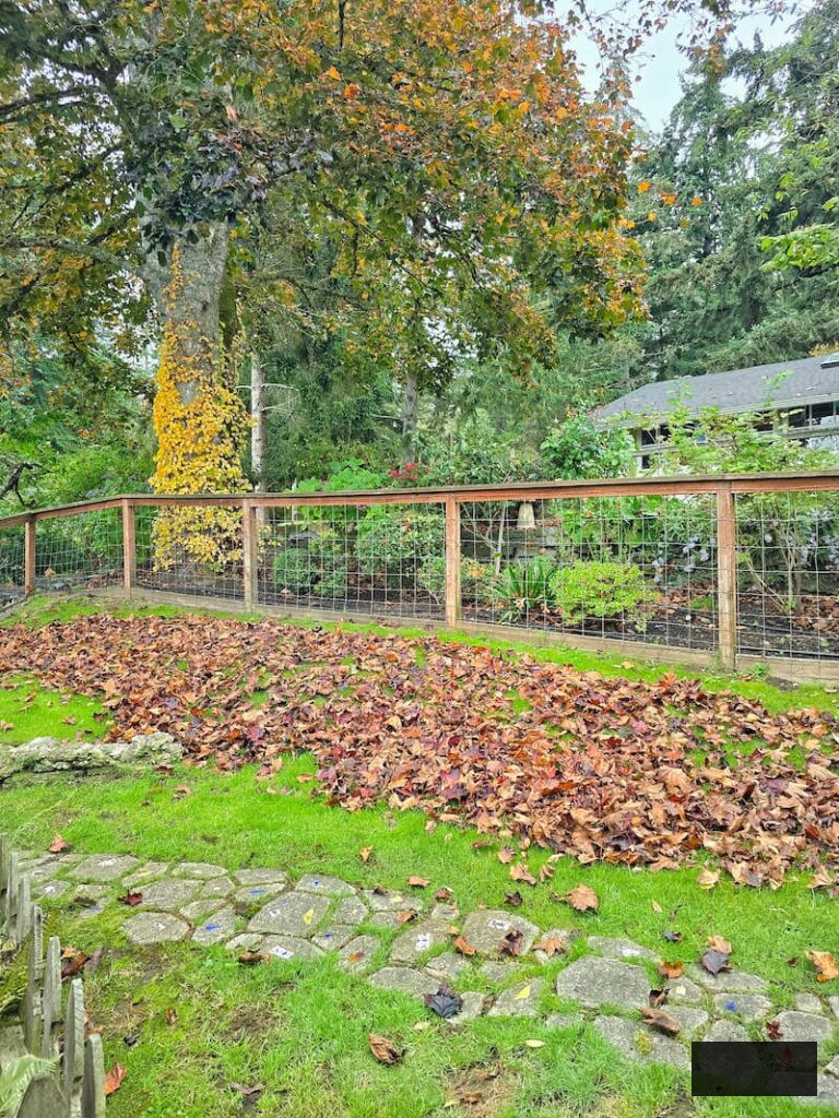 dropped leaves on the grass