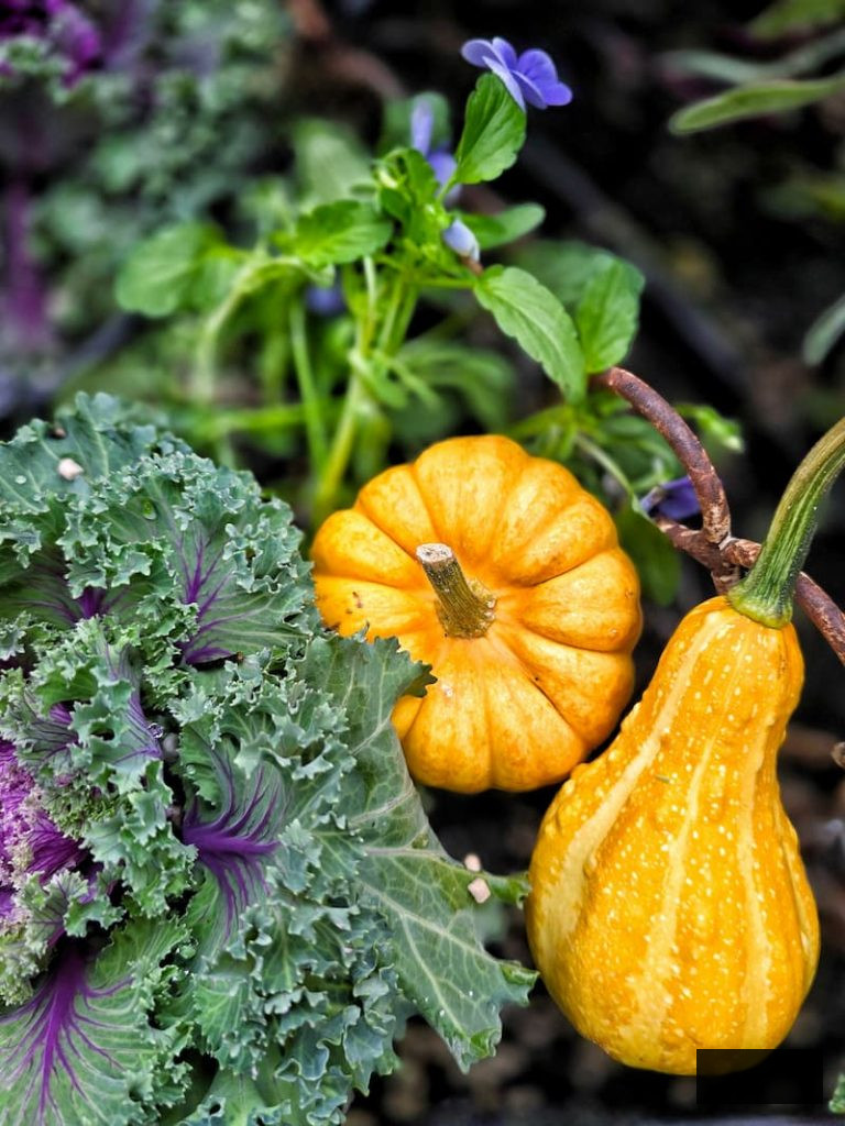 fall container featuring mini orange pumpkin and gourd with ornamental kale