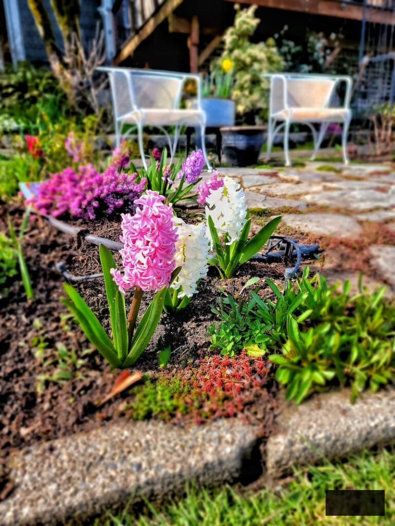 Planting Flower Bulbs in Fall hyacinths