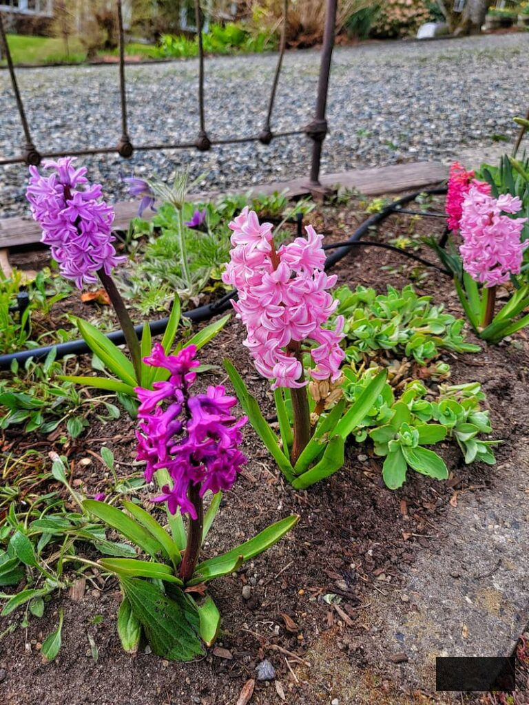 pink and purple hyacinths