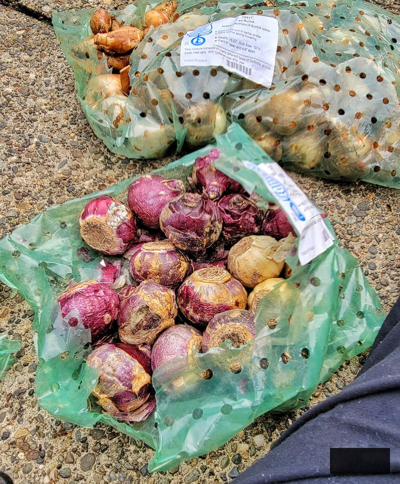 spring bulbs to be planted in fall