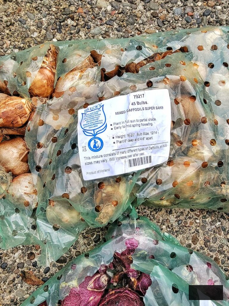Planting Flower Bulbs in Fall spring bulbs to plant in fall