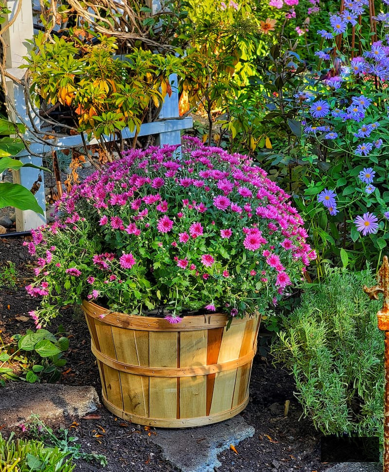 fuchsia mums in a harvest basket