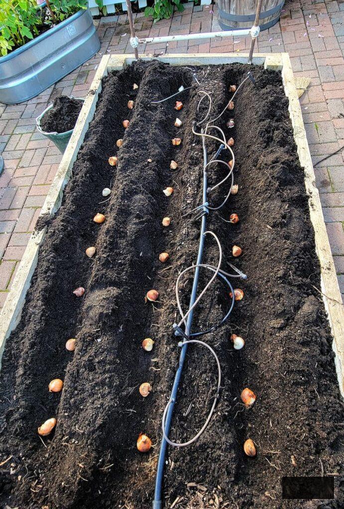 spring bulbs being planted in the raised beds