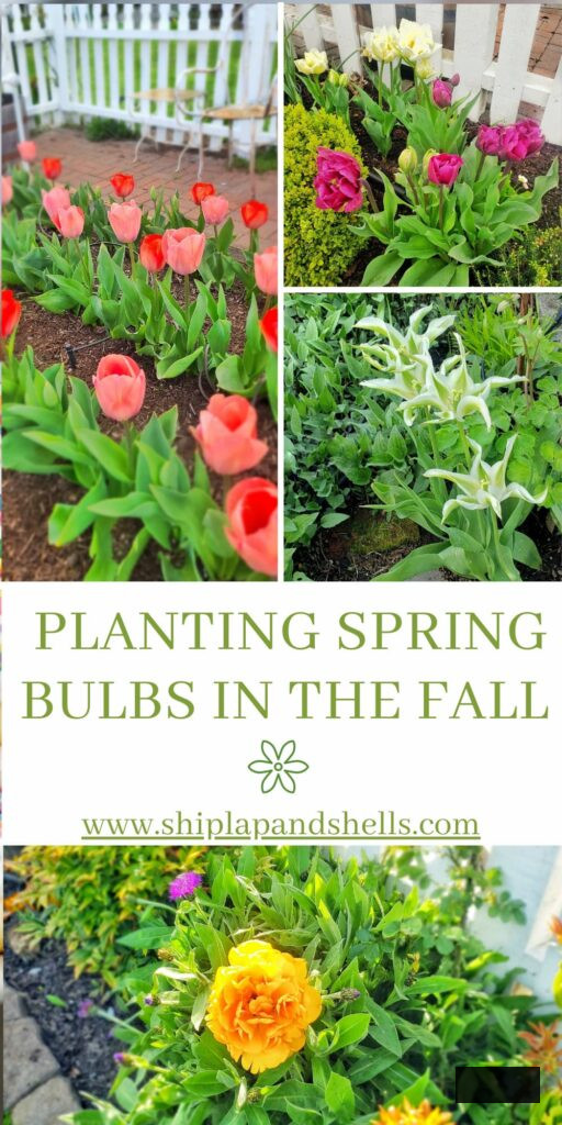 planting spring bulbs in the fall