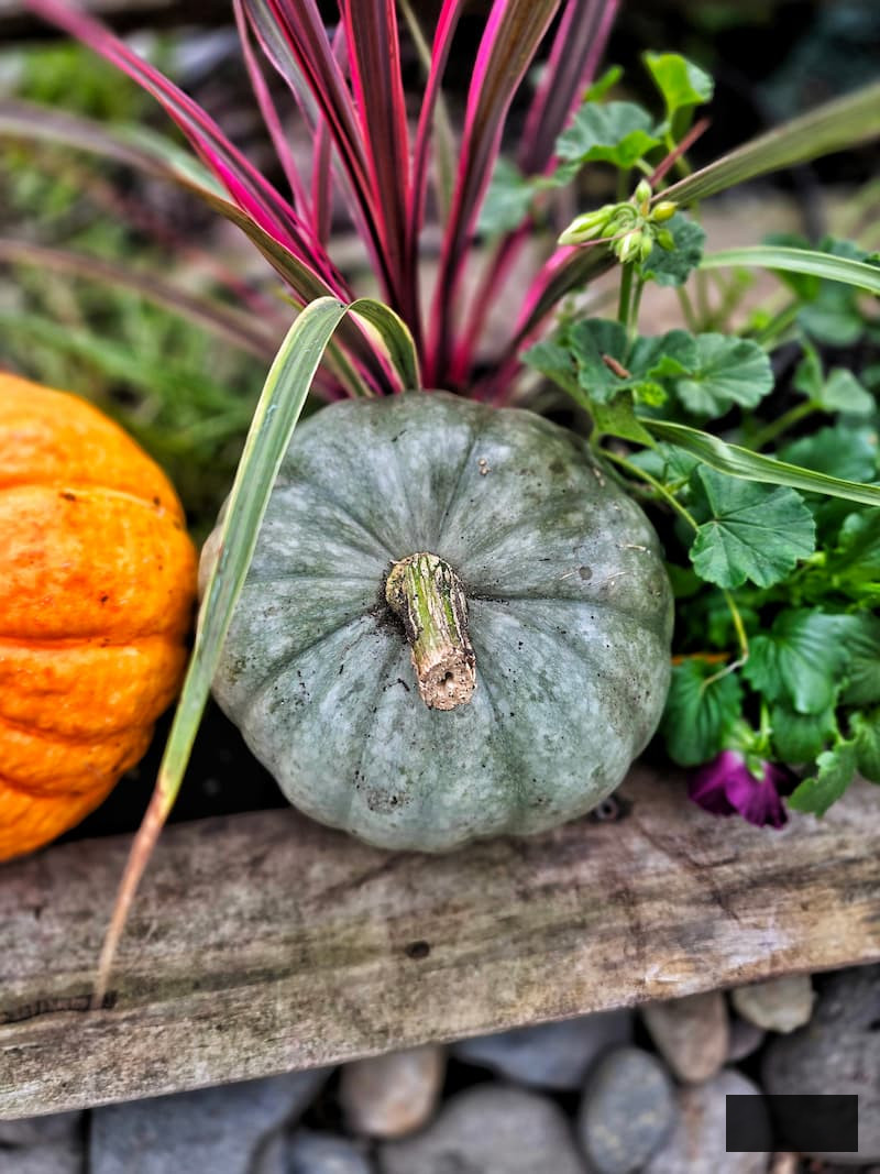 green pumpkin combined with fall flowers