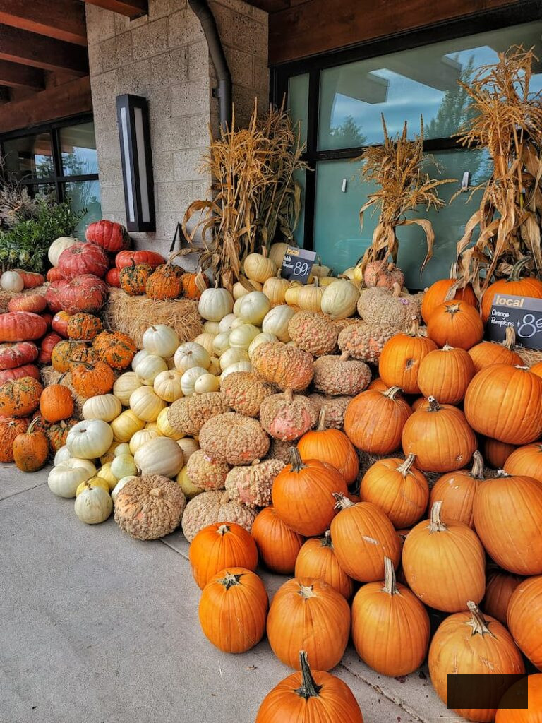 array of pumpkins along the walkway