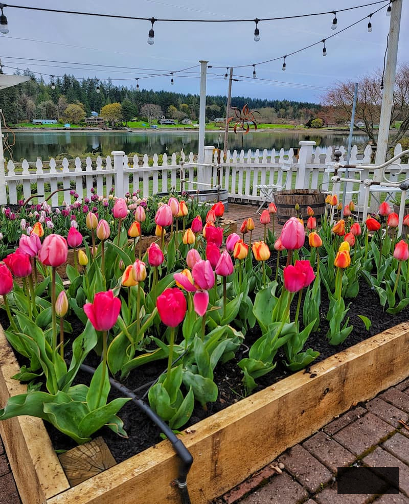 Planting Flower Bulbs in Fall tulips